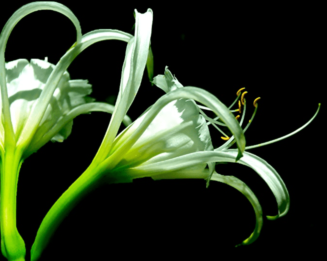 Screen Shot 2016-05-18 at 7.43.10 PM.png