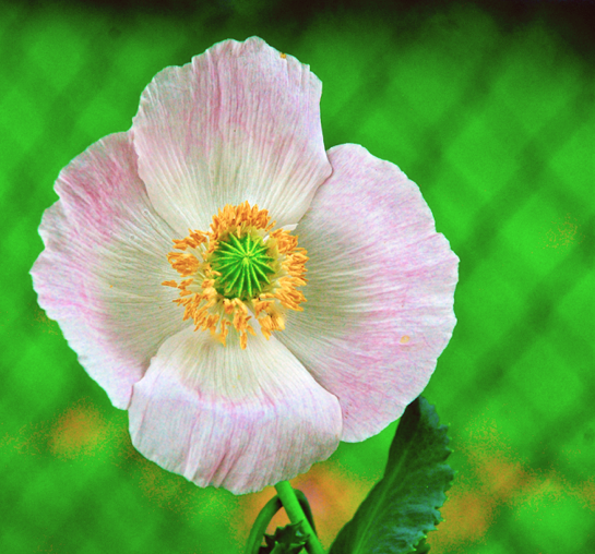 Screen Shot 2016-05-18 at 8.33.43 PM.png