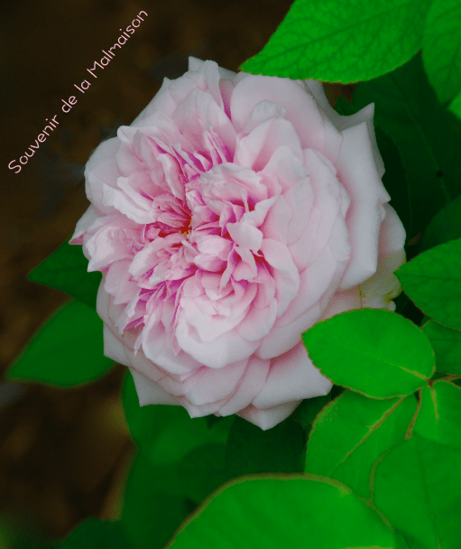 Screen Shot 2016-05-19 at 7.52.07 PM.png