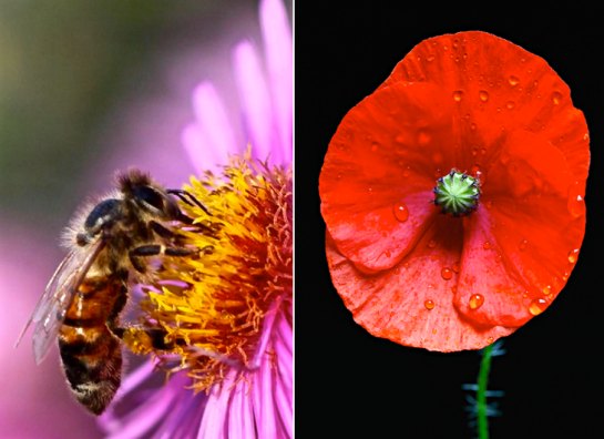 Screen Shot 2016-05-31 at 8.11.44 PM.png