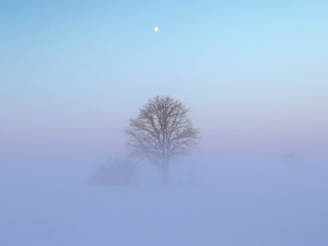 Tree_in_field_during_extreme_cold_with_frozen_fog
