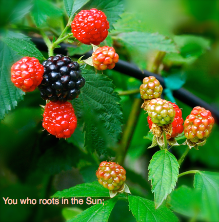 Screen Shot 2016-06-01 at 9.41.45 PM.png