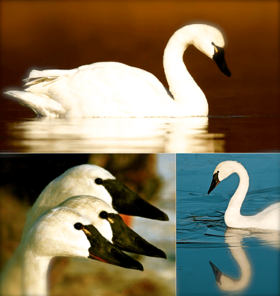 Screen Shot 2016-06-03 at 9.52.44 PM.png