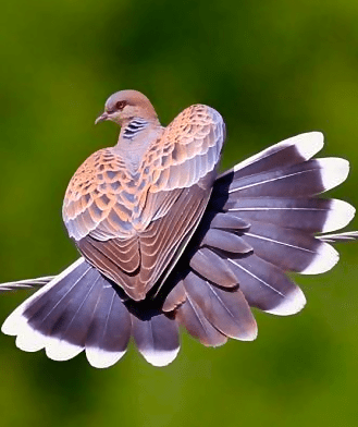 Screen Shot 2016-06-05 at 2.59.29 PM.png