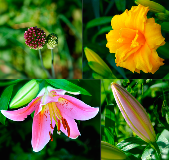 Screen Shot 2016-06-08 at 8.53.36 PM.png