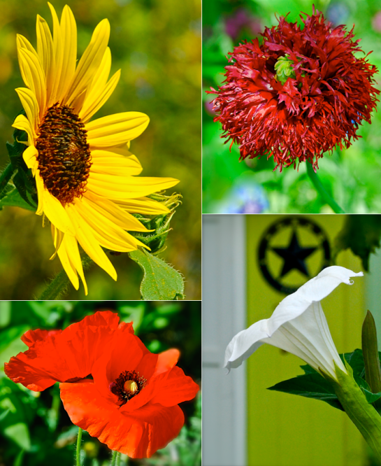 Screen Shot 2016-06-10 at 5.29.01 PM.png