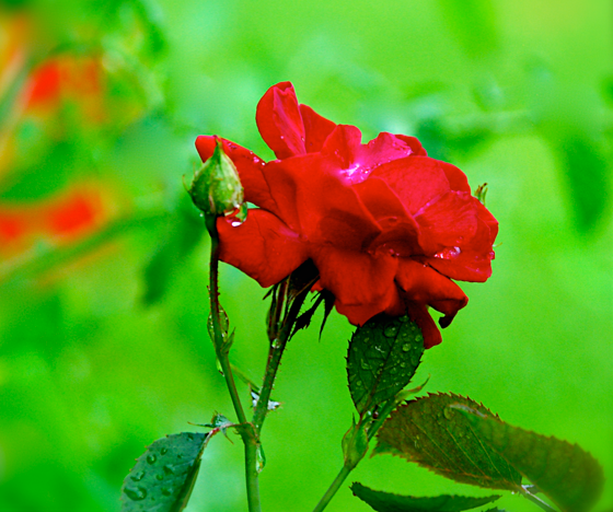 Screen Shot 2016-06-13 at 2.50.53 PM.png