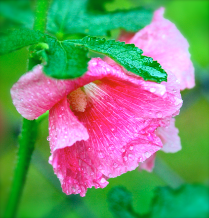 Screen Shot 2016-06-13 at 2.56.11 PM.png