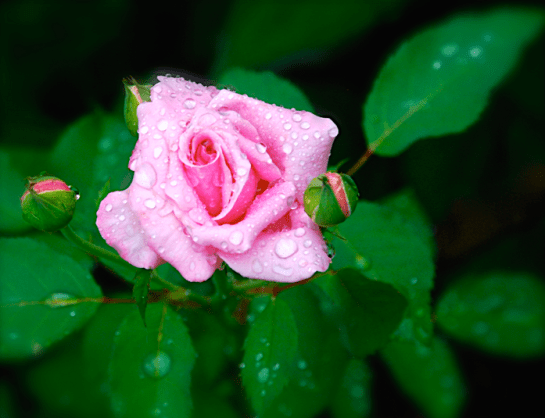 Screen Shot 2016-06-13 at 2.56.59 PM.png