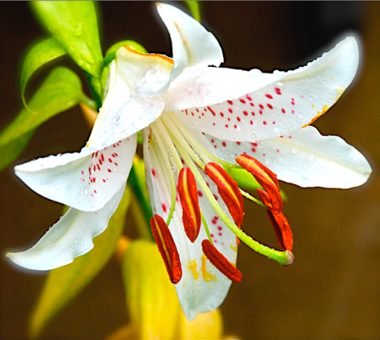 Screen Shot 2016-06-13 at 3.04.03 PM.png