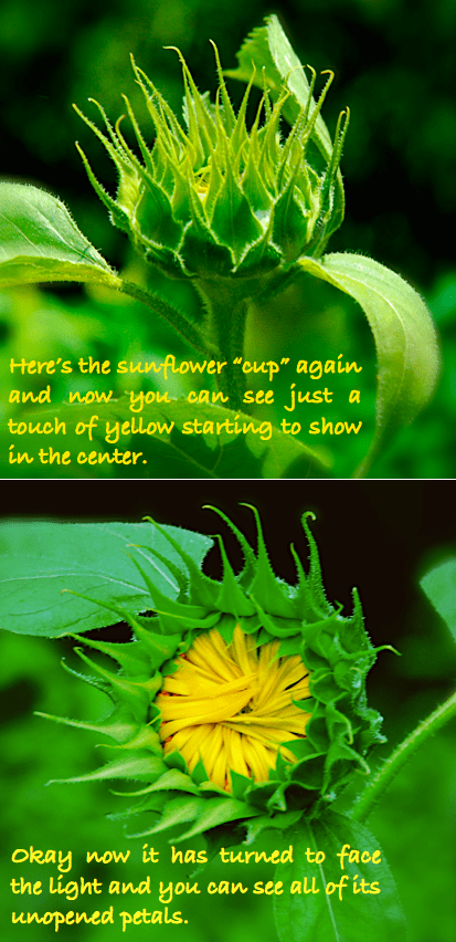 Screen Shot 2016-06-14 at 7.49.17 PM.png