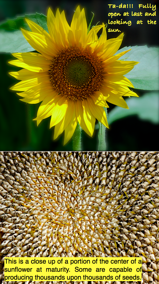 Screen Shot 2016-06-14 at 9.31.53 PM.png