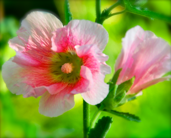 Screen Shot 2016-06-19 at 7.51.45 PM.png