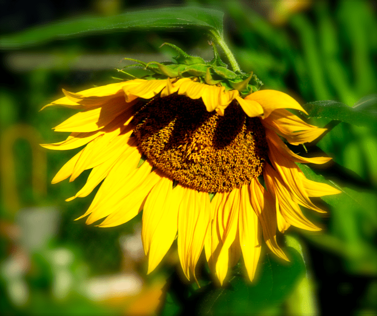 Screen Shot 2016-06-20 at 1.58.32 PM.png