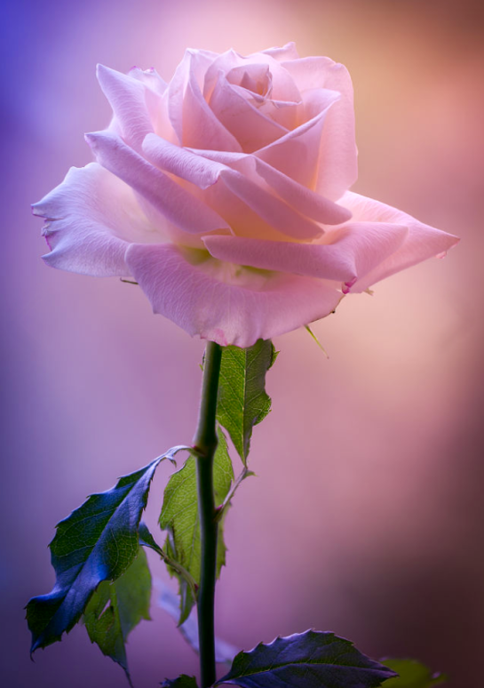 Screen Shot 2016-06-24 at 11.18.44 AM.png