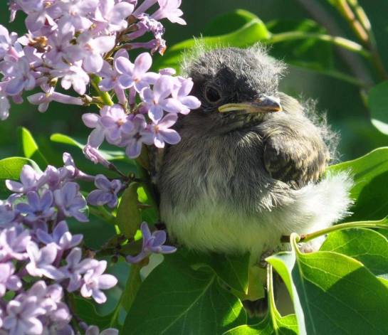 13631635_992649317519045_1455177682385613377_n (1)