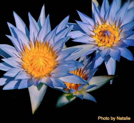 Screen Shot 2016-07-07 at 4.56.01 PM.png