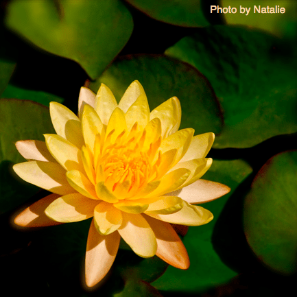 Screen Shot 2016-07-07 at 4.57.29 PM.png