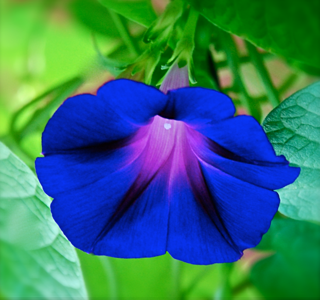 Screen Shot 2016-07-13 at 7.08.13 PM.png