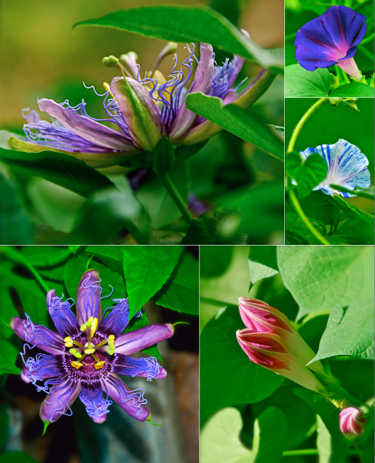 Screen Shot 2016-07-24 at 2.53.39 PM.png