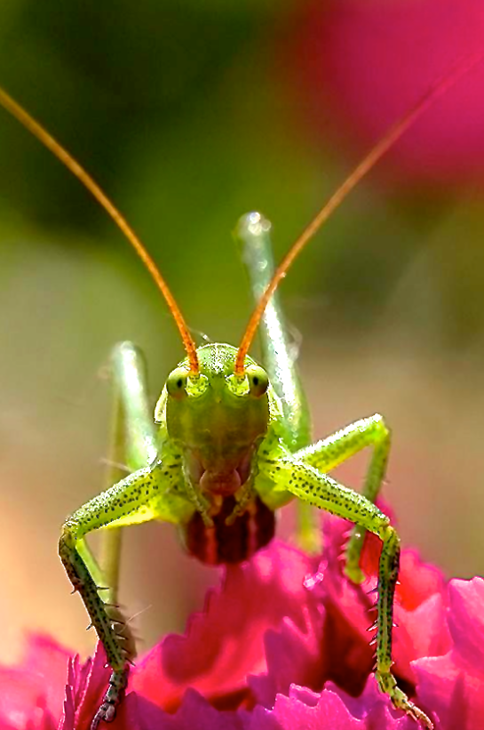 Screen Shot 2016-07-28 at 5.10.53 PM.png