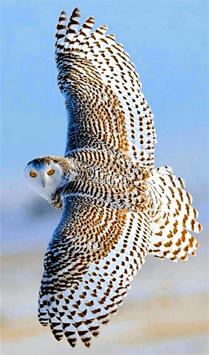 Screen Shot 2016-07-29 at 9.37.49 PM.png