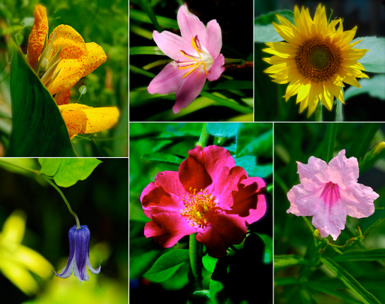 Screen Shot 2016-07-31 at 4.10.41 PM.png