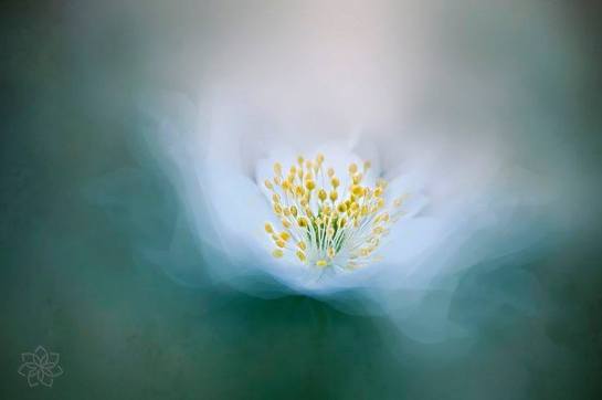 13903169_1098284413584223_5105639212867745871_n