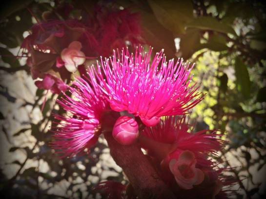 14051720_1396578563690285_4450869088794931457_n