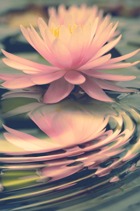 14100541_1826463827639932_5695275235677027584_n