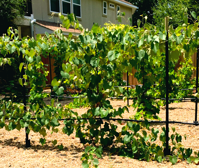 Screen Shot 2016-08-02 at 2.31.45 PM.png