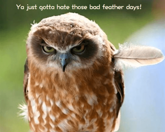 Screen Shot 2016-08-06 at 9.57.38 PM.png