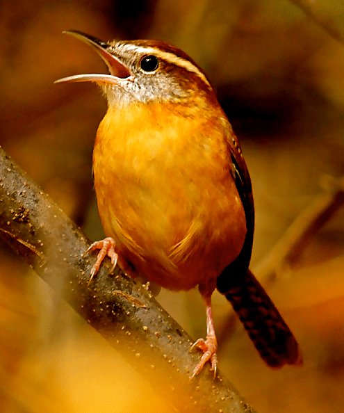 Screen Shot 2016-08-07 at 3.54.07 PM.png