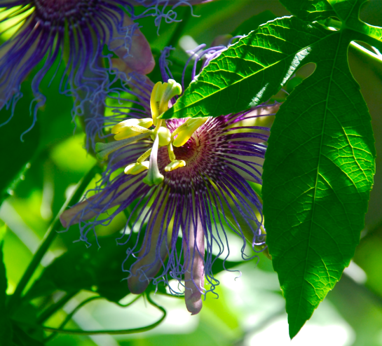 Screen Shot 2016-08-09 at 6.29.49 PM.png