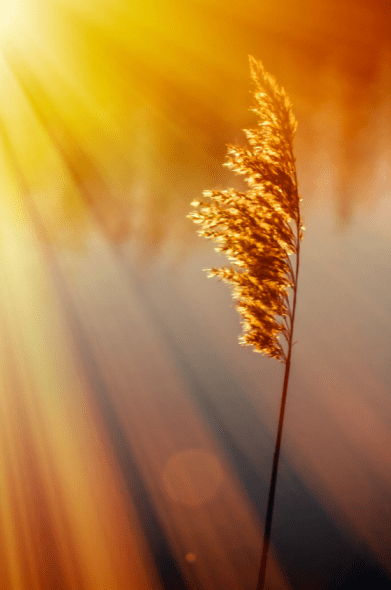 Screen Shot 2016-08-11 at 7.36.24 PM.png