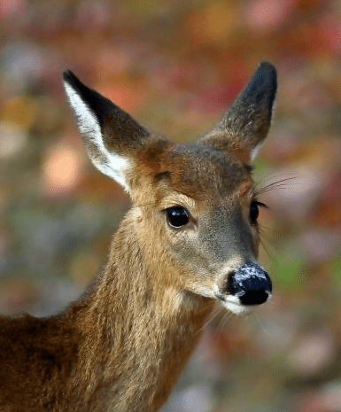 Screen Shot 2016-08-11 at 8.01.35 PM.png