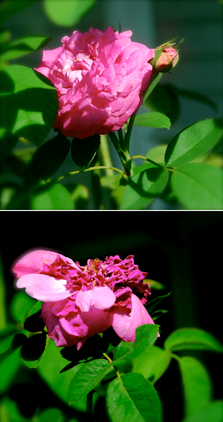 Screen Shot 2016-08-12 at 4.31.06 PM.png