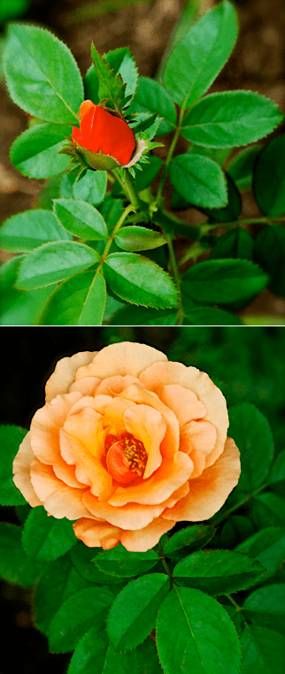 Screen Shot 2016-08-13 at 3.14.41 PM.png