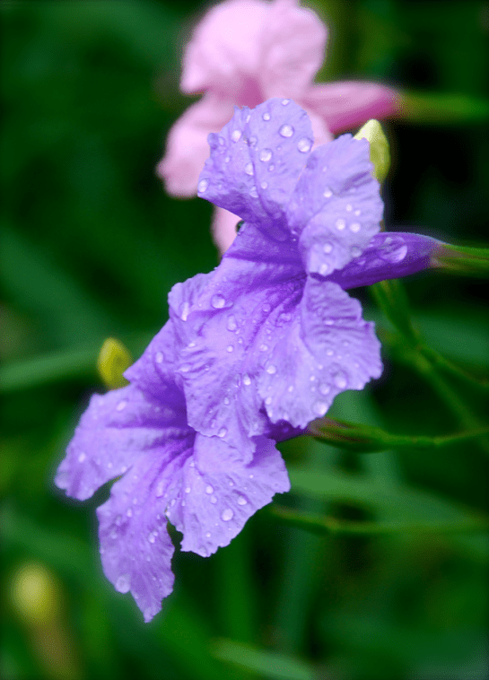 Screen Shot 2016-08-15 at 3.37.34 PM.png