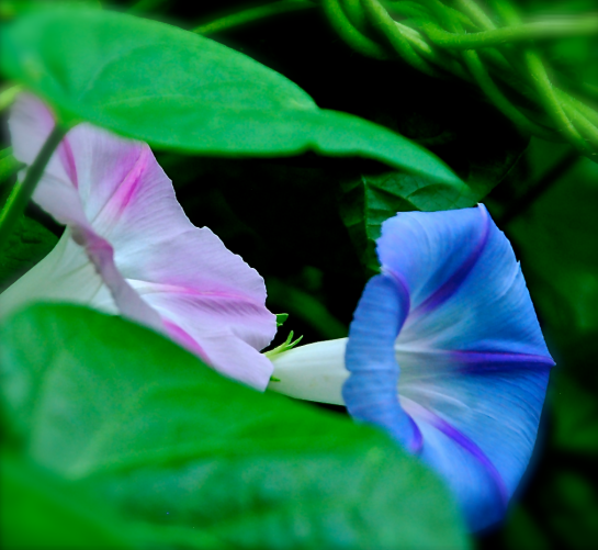 Screen Shot 2016-08-16 at 8.48.58 PM.png