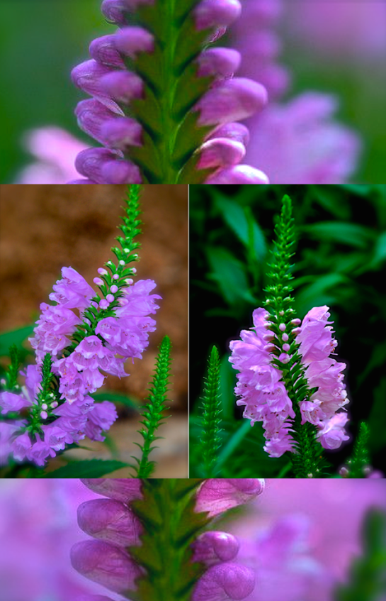 Screen Shot 2016-08-18 at 7.11.23 PM.png