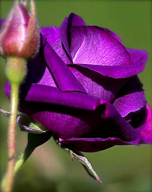 Screen Shot 2016-08-21 at 2.08.59 PM.png