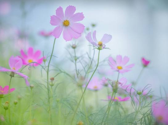 14196171_1170694279640627_622688640976113509_o