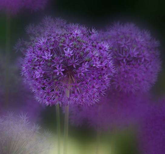 14211959_1169228019787253_4373657551899836588_n