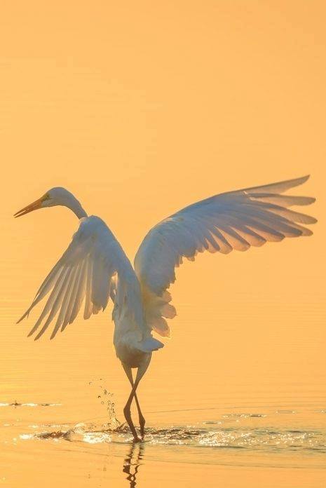 14292240_1122535257825805_4130091092727808464_n