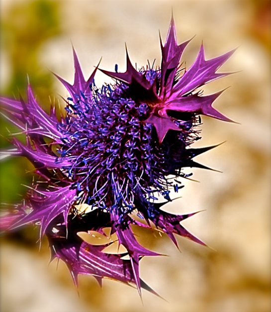 Screen Shot 2016-09-03 at 8.35.20 PM.png