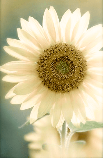 Screen Shot 2016-09-08 at 8.39.04 PM.png