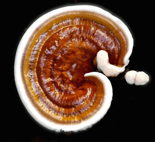 Screen Shot 2016-09-09 at 8.18.18 PM.png