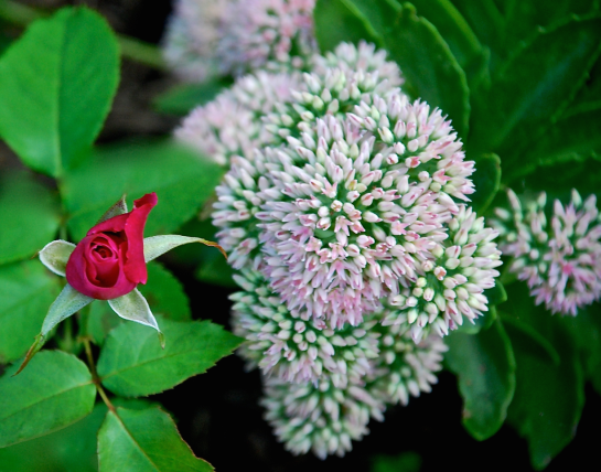 Screen Shot 2016-09-09 at 8.52.51 PM.png