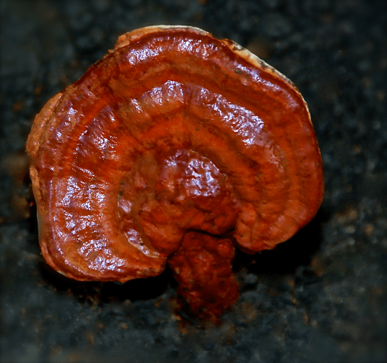 Screen Shot 2016-09-09 at 8.56.06 PM.png